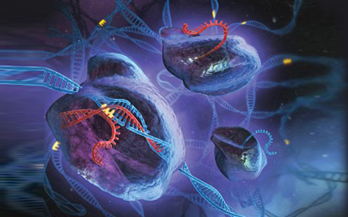 ·CRISPR/Cas9基因编辑细胞系； ·基于慢病毒的稳转细胞系； ·基于逆病毒的稳转细胞系； ·基于腺病毒的稳转细胞系； ·非病毒系统的稳转细胞系。